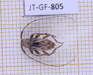  (Nealcidion hylaeanum - JT-GF-805)  @11 [ ] CC-By (2025) Julien Touroult MNHN