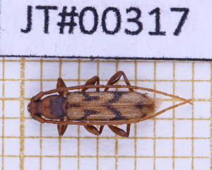  ( - JT#00317)  @11 [ ] CC-By (2025) Julien Touroult MNHN