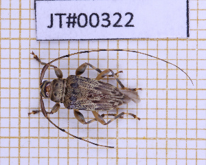  (Nealcidion triangulare - JT#00322)  @11 [ ] CC-By (2025) Julien Touroult MNHN