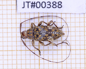  ( - JT#00388)  @11 [ ] CC-By (2025) Julien Touroult MNHN