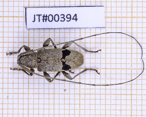  ( - JT#00394)  @11 [ ] CC-By (2025) Julien Touroult MNHN