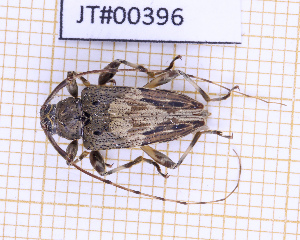  (Nealcidion femoratum - JT#00396)  @11 [ ] CC-By (2025) Julien Touroult MNHN