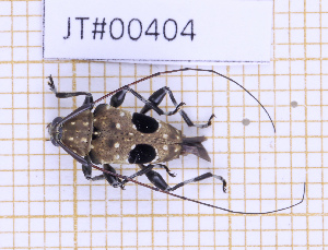  ( - JT#00404)  @11 [ ] CC-By (2025) Julien Touroult MNHN