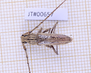  (Elaphidion tuberculicolle - JT#00657)  @11 [ ] CC-By (2025) Julien Touroult MNHN