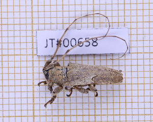  ( - JT#00658)  @11 [ ] CC-By (2025) Julien Touroult MNHN