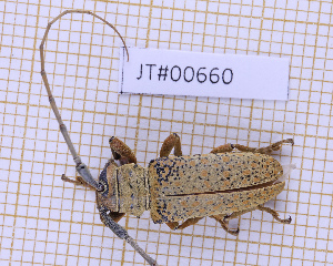  ( - JT#00660)  @11 [ ] CC-By (2025) Julien Touroult MNHN