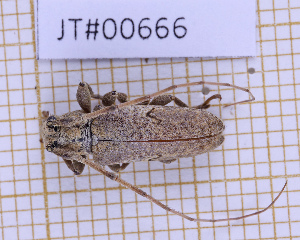  ( - JT#00666)  @11 [ ] CC-By (2025) Julien Touroult MNHN