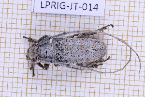  ( - LPRIG-JT-014)  @11 [ ] CC-By (2025) Julien Touroult MNHN