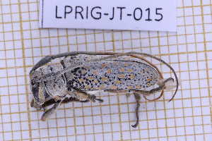 ( - LPRIG-JT-015)  @11 [ ] CC-By (2025) Julien Touroult MNHN