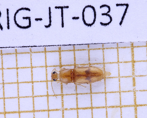  ( - LPRIG-JT-037)  @11 [ ] CC-By (2025) Julien Touroult MNHN