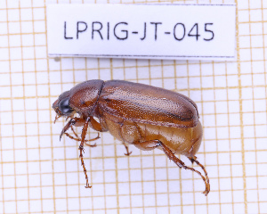  (Phyllophaga mariaegalantae - LPRIG-JT-045)  @11 [ ] CC-By (2025) Julien Touroult MNHN