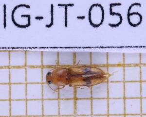  ( - LPRIG-JT-056)  @11 [ ] CC-By (2025) Julien Touroult MNHN