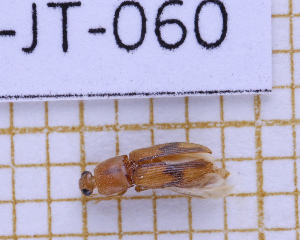  ( - LPRIG-JT-060)  @11 [ ] CC-By (2025) Julien Touroult MNHN