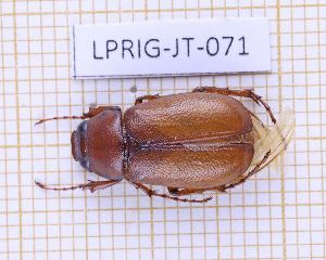  (Phyllophaga pauliani - LPRIG-JT-071)  @11 [ ] CC-By (2025) Julien Touroult MNHN