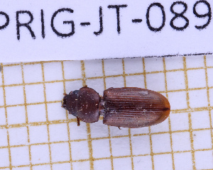  (Tenebroides floridanus - LPRIG-JT-089)  @11 [ ] CC-By (2025) Julien Touroult MNHN