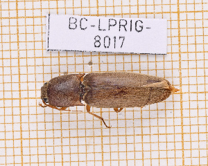  ( - BC-LPRIG-8017)  @11 [ ] CC-By (2025) Julien Touroult MNHN