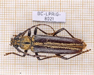  (Elaphidion excelsum - BC-LPRIG-8021)  @11 [ ] CC-By (2025) Julien Touroult MNHN