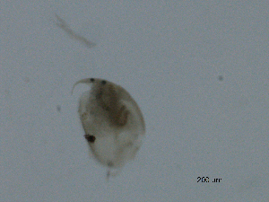  (Disparalona acuirostris - BIOUG03325-B07)  @12 [ ] CreativeCommons - Attribution (2013) Centre for Biodiversity Genomics Centre for Biodiversity Genomics