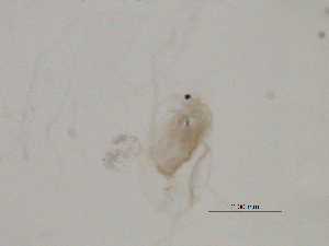  ( - BIOUG03326-C01)  @12 [ ] CreativeCommons - Attribution (2013) Centre for Biodiversity Genomics Centre for Biodiversity Genomics
