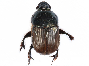  ( - BIOUG02563-H04)  @11 [ ] CreativeCommons - Attribution (2017) CBG Photography Group Centre for Biodiversity Genomics