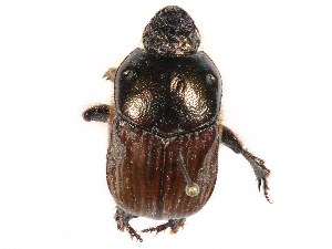  ( - BIOUG02565-D12)  @11 [ ] CreativeCommons - Attribution (2017) CBG Photography Group Centre for Biodiversity Genomics