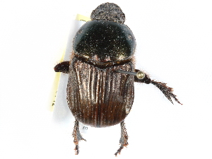  ( - BIOUG02565-E01)  @11 [ ] CreativeCommons - Attribution (2017) CBG Photography Group Centre for Biodiversity Genomics