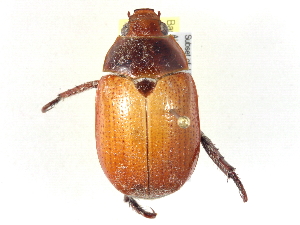  (Anoplognathus pallidicollis - BIOUG02567-H02)  @14 [ ] CreativeCommons - Attribution (2013) CBG Photography Group Centre for Biodiversity Genomics