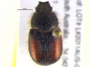  (Liparetrus - BIOUG02569-B11)  @13 [ ] CreativeCommons - Attribution (2013) CBG Photography Group Centre for Biodiversity Genomics