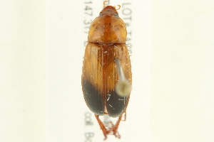  ( - 10-BWLOT-0510)  @13 [ ] CreativeCommons - Attribution (2010) CBG Photography Group Centre for Biodiversity Genomics