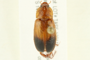  ( - 10-BWLOT-0512)  @13 [ ] CreativeCommons - Attribution (2010) CBG Photography Group Centre for Biodiversity Genomics