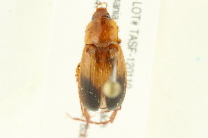  ( - 10-BWLOT-0513)  @13 [ ] CreativeCommons - Attribution (2010) CBG Photography Group Centre for Biodiversity Genomics