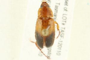  ( - 10-BWLOT-0514)  @13 [ ] CreativeCommons - Attribution (2010) CBG Photography Group Centre for Biodiversity Genomics