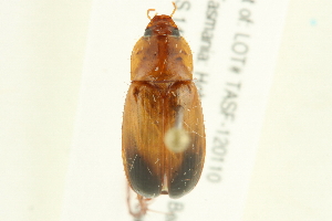  ( - 10-BWLOT-0515)  @13 [ ] CreativeCommons - Attribution (2010) CBG Photography Group Centre for Biodiversity Genomics