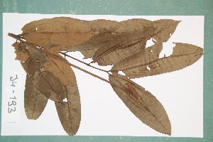  (Trichilia welwitschii - 6603AA)  @11 [ ] Copyright (2013) Bart Wursten National Botanic Garden Belgium