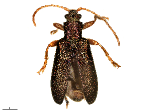  ( - 07PROBE-04259)  @11 [ ] CreativeCommons - Attribution (2020) CBG Photography Group Centre for Biodiversity Genomics