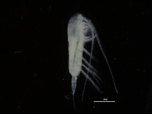  ( - COPCLAD02)  @11 [ ] CreativeCommons - Attribution Non-Commercial Share-Alike (2015) IMR Institute of Marine research
