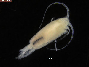  (Aetideidae - COPCLAD17)  @14 [ ] CreativeCommons - Attribution Non-Commercial Share-Alike (2015) IMR Institute of Marine research
