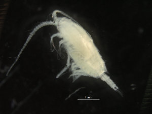  (Aetideopsis rostrata - COPCLAD315)  @11 [ ] CreativeCommons - Attribution Non-Commercial Share-Alike (2017) IMR Institute of Marine research