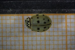  ( - Cocc_K8a)  @11 [ ] CreativeCommons Attribution (2024) Dept Invertebrate Zoology and Hydrobiology, University of Lodz University of Lodz