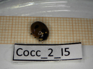  ( - Cocc_2_I5)  @11 [ ] CreativeCommons Attribution (2025) Dept Invertebrate Zoology and Hydrobiology, University of Lodz University of Lodz