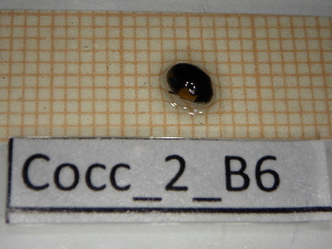  (Ceratomegilla alpina - Cocc_2_B6)  @11 [ ] CreativeCommons Attribution (2025) Dept Invertebrate Zoology and Hydrobiology, University of Lodz University of Lodz