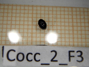  (Scymnus gr frontalis - Cocc_2_F3)  @11 [ ] CreativeCommons Attribution (2025) Dept Invertebrate Zoology and Hydrobiology, University of Lodz University of Lodz