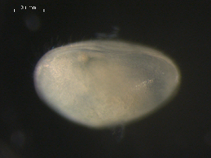  ( - BJL-CH127)  @11 [ ] CreativeCommons - Attribution (2010) CBG Photography Group Centre for Biodiversity Genomics