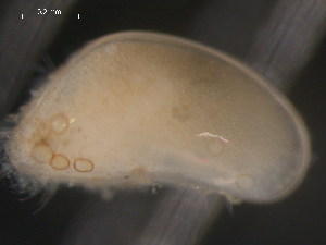  ( - BJL-CH133)  @13 [ ] CreativeCommons - Attribution (2010) CBG Photography Group Centre for Biodiversity Genomics