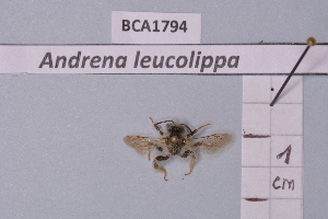  (Andrena leucolippa - BCA1794)  @11 [ ] CC-BY-NC (2023) INRAE INRAE