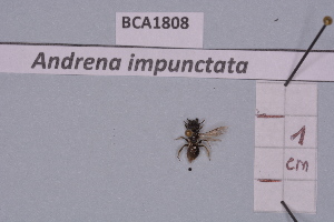  (Andrena impunctata - BCA1808)  @11 [ ] CC-BY-NC (2023) INRAE INRAE