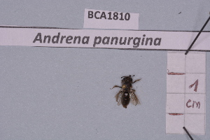  (Andrena panurgina - BCA1810)  @11 [ ] CC-BY-NC (2023) INRAE INRAE