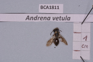 (Andrena vetula - BCA1811)  @11 [ ] CC-BY-NC (2023) INRAE INRAE