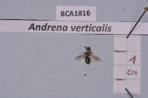  (Andrena verticalis - BCA1816)  @11 [ ] CC-BY-NC (2023) INRAE INRAE