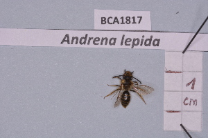  (Andrena lepida - BCA1817)  @11 [ ] CC-BY-NC (2023) INRAE INRAE